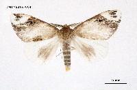 藏品(灰白毒蛾)的圖片